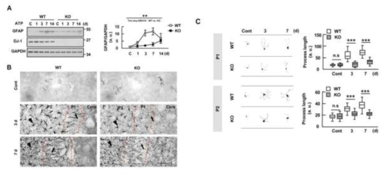 Astrogliosis in response to injury is attenuated in the DJ-1-KO brain. Brain damage was induced by stereotaxic injection of ATP (400 nmole) into the striatum of WT and DJ-1-KO mice. (A) GFAP protein levels at the indicated times after ATP injection were measured by Western blot, and quantified. Values are means±SEMs of 3 mouse at indicated time points. (B) Sections (40 m) obtained at 3 and 7 d after ATP injection were stained with GFAP antibodies. The most damaged sections are shown. *, injection sites. Dotted lines indicate damaged region. Astrocytes close to the damage core (P1, arrows) and adjacent to the core (P2, arrowheads). (C) The morphology of GFAP-positive astrocytes in WT and DJ-1-KO brains was analyzed 3 and 7 d after ATP injection. The morphology of astrocytes was reconstructed by Neurolucida 3D modeling. At the indicated times, lengths of processes were measured by Sholl analysis. Values are means±SEMs of 50 cells in 4 mice. n.s, nonsignificant; **, P<0.005; ***, P<0.0001 from Two-way ANOVA (A) and unpaired two tailed t-test (C). Scale bar, 100 m (B)