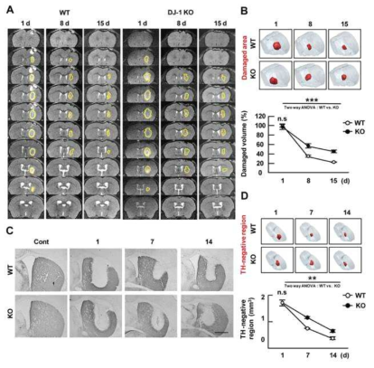 A DJ-1 deficiency delays repair of the injury in the striatum. Brain damage was induced by stereotaxic injection of ATP into the striatum of WT and DJ-1-KO mice. (A) Damage sites were imaged by 9.4T MRI at the indicated times after ATP injection. Serial coronal images were taken every 250 μm. Yellow lines indicate damaged regions. (B) Damaged regions (red) were reconstructed by Neurolucida 3D modeling based on MRI images. Damage volumes were calculated. Values are means±SEMs of 3 mice. (C) Brain sections (40 μm) were prepared at the indicated times after ATP injection and stained with TH antibodies. The most damaged sections are shown. (D) TH-negative regions (red) were reconstructed by Neurolucida 3D modeling based on TH staining, and volumes were quantified. Values are means±SEMs of 4 mice (D). n.s, nonsignificant from unpaired two tailed t-test (C, E); **, P<0.005; ***, P<0.0001 from Two-way ANOVA (C, E). Scale bar, 1 mm (C)