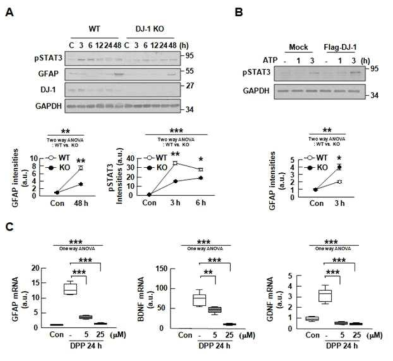 DJ-1 deficiency attenuates STAT3 activation. (A, B) Levels of pSTAT3 and GFAP were analyzed by Western blotting in acutely prepared WT and KO slices at the indicated times after slicing (A), or in KO slices transfected with Flag-DJ-1 at the indicated times after ATP treatment (B). Band intensities were analyzed; GAPDH was used as a loading control. Values are means±SEMs of 3 independent acute slice tissues. (c) Acutely prepared slices were incubated with or without the STAT3 inhibitor, DPP (50 mM). BDNF, GDNF, and GFAP mRNA levels were analyzed by qPCR at the indicated times after slicing. Values are means±SEMs of 6 independent acute slice tissue. *,P<0.05;**,P<0.005;***,P<0.0001 from Two-way ANOVA (A, B) and One-way ANOVA (C)