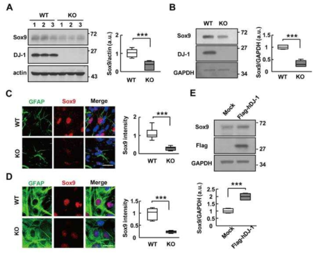 DJ-1 positively regulates Sox9 expression. (A-D) Sox9 expression in WT and DJ-1 KO brain (A, C) and cultured astrocytes (B, D) was analyzed by Western blot (A, B) and double-immunostaining using GFAP and Sox9 specific antibodies (C, D). Sox9 intensities were quantified by Image J. The numbers in (A) indicates three different animals. Values are means±SEMs of 6 mice (A) of 6 independent culture (B), of 18 cells in 3 mice (C), of 6 independent culture (D). (E) DJ-1 KO astrocytes were transfected with Mock or Flag-hDJ-1 for 3day. Sox9 expression was analyzed by Western blot. Values are means±SEMs of 4 independent culture. ***, P<0.0001 from unpaired two tailed t-test (A-E). Scale bars, 10 μm (C, D)