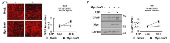 Overexpression of Sox9 restores GFAP expression in DJ-1 KO slices. Slices were prepared from KO mouse cortices and incubated for 7 d, and transfected with empty vector (Mock), or myc-Sox9. Astrogliosis was induced by ATP (50 mM) for 48 h. GFAP expression was analyzed by immunostaining (left panel) or western blot (righht panel). Fluorescence intensities or band intensities were quantified using Image J (graphs). GAPDH was used as a loading control. Values are means±SEMs of 3 independent experiments. *, P<0.05; **, P<0.005; ***, P<0.0001 from Two-way ANOVA. Scale bar, 50 ㎛