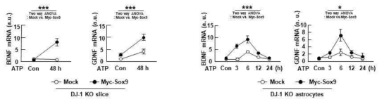 Overexpression of Sox9 rescues growth factor expression in DJ-1 KO brain slices and astrocytes. KO slices cultured for 7 d (left panel), and astrocytes cultured from KO brains (right panel) were transfected with empty vector (Mock) or myc-Sox9. BDNF and GDNF mRNA expression were measured by qPCR at the indicate times after 50 mM ATP treatment. Values are means±SEMs of 3 independent experiments. *, P<0.05; **, P<0.005; ***, P<0.0001 from Two-way ANOVA