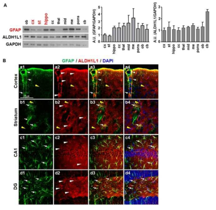 expression of astrocyte markers in different brain regions. (A) Protein samples were obtained from different brain regions. GFAP and ALDH1L1 levels were analyzed with Western blotting. GAPDH was used as a loading control. Data are representative of at least 3 animals. (B) GFAP was analyzed with ALDH1L1 of cortex, striatum and hippocampus, respectively. Location of each protein was visualized with Alexa 488- and 594-conjugated secondary antibodies. DAPI marked nuclei in blue. Arrows, GFAP+ cells; white arrowheads, ALDH1L1+ cells; yellow arrowheads, ALDH1L1+ GFAP- cells. Confocal images were obtained. Scale bars 50 ㎛