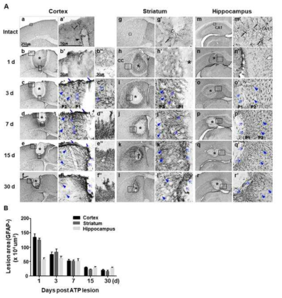 Time-dependent behavior of GFAP+ astrocytes in ATP-injured cortex, striatum and hippocampus. (A) Coronal sections obtained at 1-30 d after stereotaxic injection of ATP (400 nmol) were processed for GFAP immunostaining. Photographs of the most damaged sections were obtained. Asterisks (*) indicate injection sites. cc, copus callosum; v, ventricle. Higher magnification images of boxed areas in the left column of each region were shown in right columns. Blue arrows, hypertrophic and polarized GFAP+ cells found in the penumbra regions next to the damage site (P1); blue arrowheads, hypertrophic GFAP+ cells found in the penumbra regions next to P1 (P2); blue bold arrows, glia scar formed near pia mater. (B) GFAP negative areas at the indicated times after ATP injection were quantified as damage areas. Values are means ± SEMs of more than three animals (*p < 0.001; Student′s t-test)