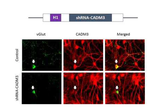 타겟단백질 (CADM3) shRNA모식도(위), shRNA를 세포에 주입하여 타겟단백질의 효과적 발현저해를 면역형광법으로 확인함 (아래)