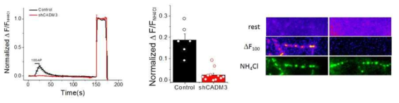 타겟단백질 (CADM3) shRNA 발현 후 신경활성에 따른 신경시냅스트랜스미션을 나타낸 그래프 (왼쪽). 컨트롤과 shRNA발현 세포에서 신경시냅스트랜스미션의 평균량 비교 (가운데), 컨트롤과 shRNA 발현 세포의 신경시냅스트랜스미션의 양 비교 사진 (오른쪽)