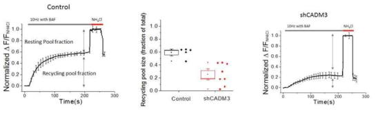 타겟단백질 (CADM3) shRNA 발현 후 신경말단의 생리적 기능 확인을 위해 기능성 시냅스의 크기 확인한 그래프 (정상: 왼쪽, 실험군: 오른쪽). 기능성 시냅스의 평균 크기 측정 결과 (오른쪽)