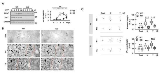 Astrogliosis in response to injury is attenuated in the DJ-1-KO brain. Brain damage was induced by stereotaxic injection of ATP (400 nmole) into the striatum of WT and DJ-1-KO mice. (A) GFAP protein levels at the indicated times after ATP injection were measured by Western blot, and quantified. Values are means±SEMs of 3 mouse at indicated time points. (B) Sections (40 μm) obtained at 3 and 7 d after ATP injection were stained with GFAP antibodies. The most damaged sections are shown. *, injection sites. Dotted lines indicate damaged region. Astrocytes close to the damage core (P1, arrows) and adjacent to the core (P2, arrowheads). (C) The morphology of GFAP-positive astrocytes in WT and DJ-1-KO brains was analyzed 3 and 7 d after ATP injection. The morphology of astrocytes was reconstructed by Neurolucida 3D modeling. At the indicated times, lengths of processes were measured by Sholl analysis. Values are means±SEMs of 50 cells in 4 mice. n.s, nonsignificant; **, P<0.005; ***, P<0.0001 from Two-way ANOVA (A) and unpaired two tailed t-test (C). Scale bar, 100 μm (B)