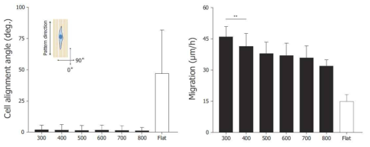 다양한 나노크기 힘줄 모사형 지지체에 대한 세포의 alignment와 migration 분석