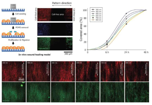 힘줄 모사형 멀티스케일 지지체의 wound healing 연구