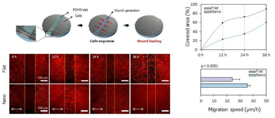 힘줄 모사형 패치 in vitro 유효성 평가