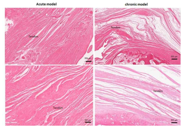급성 어깨 힘줄 파열 동물 모델과 만성 어깨 힘줄 파열 동물 모델의 힘줄 조직학적 차이 관찰