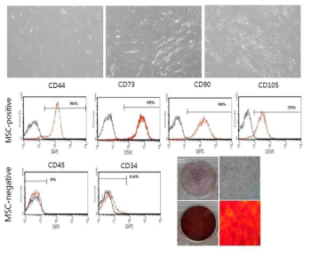 근육에서 추출한 근육 유래 줄기세포의 특성 확인