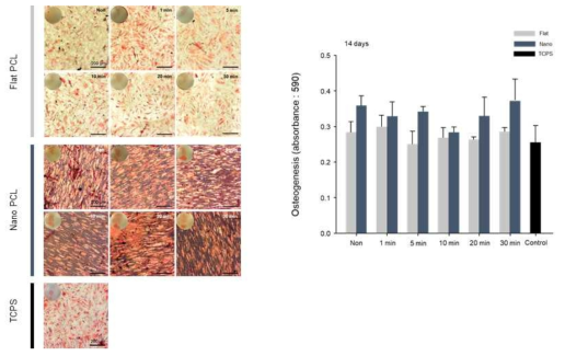시간에 따라 플라즈마 처리된 힘줄 모사형 멀티스케일 지지체에 배양된 세포의 골분화 분석