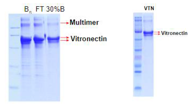 Heparin 컬럼을 이용한 full-length vitronectin 정제, B: 컬럼에 결합시키기 전의 단백질, FT: 컬럼에 결합하지 않은 단백질
