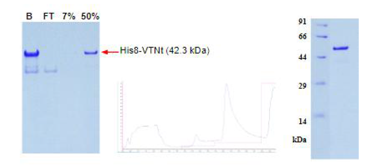 Ni 컬럼을 이용한 His8-tVTN 정제