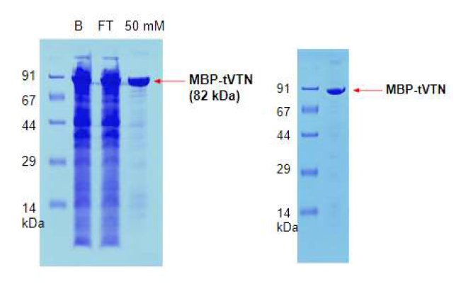 MBP affinity chromatography를 이용한 MBP-tVTN 정제, B: 컬럼에 결합시키기 전의 단백질, FT: 컬럼에 결합하지않은 단백질, 100% : 50 mM Maltose 포함 용액에서 elution된 단백질