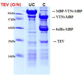 TEV protease를 이용한 MBP tag 제거, UC (Un-Cut), TEV protease를 처리하기 전 단백질; C (cut), TEV protease