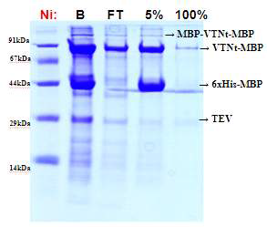 Ni chromatography를 이용한 tVTN-MBP 정제, B, 컬럼에 결합시키기 전의 단백질; FT, 컬럼에 결합하지않은 단백질; 5%, 50 mM imidazole 포함 용액에서 elution 된 단백질; 100%, 1M imidazole 포함 용액에서 elution된 단백질