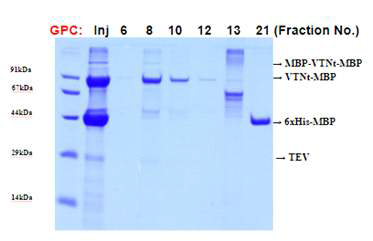 Gel permeation chromatography(GPC)을 이용한 tVTN-MBP를 정제. Fraction No.8-10 에서 elution된 tVTN-MBP를 SDS-PAGE로 확인. (Inj., GPC 컬럼에 injection한 단백질)