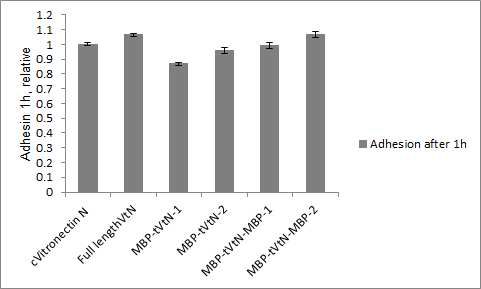 재조합 단백질 vitronectin, Full length vitronectin, MBP-truncated-vitronectin, MBP-truncated-vitronectin_MBP 코팅 위에서 homemade E8 basal medium을 사용하여 배양한 인간 배아줄기세포 H9(WA09) hESCs의 Adhesion assay