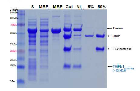 MBP- and Ni affinity chromatography를 이용한 TGFb1 정제 시도. S, induction 후 soluble fraction; FT, 컬럼에 결합하지 않은 단백질; Cut, TEV protease를 처리하여 tag cleavage한 후의 단백질; 5%, 50 mM imidazole이 포함된 용액에서 elution된 단백질; 500 mM Imidazole이 포함된 용액에서 elution된 단백질