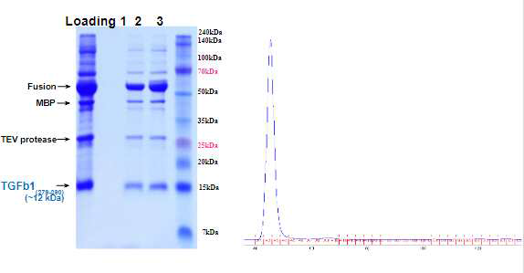 Size exclusion chromatography를 이용한 TGFb1 정제 시도. TGFb1 정제 시도 시 size exclusion chromatography의 histogram의 main peak(fraction No. 1-3)의 단백질을 SDS-PAGE를 통해 확인