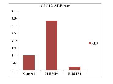 E. coli에서 정제한 BMP4 활성 확인, M-BMP, mammalian cell에서 정제한 단질; E-BMP, E. coli에서 정제한 단백질