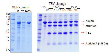 MBP-Activin A fusion 단백질 정제 및 TEV protease digestion (TEV: fusion (w/w)), B: 컬럼에 결합시키기 전의 단백질, FT: 컬럼에 결합하지 않은 단백질