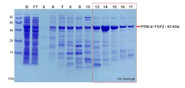 SP 컬럼을 이용하여 PDIb’a’-FGF2 정제, B: 컬럼에 결합시키기 전의 단백질, FT: 컬럼에 결합하지 않은 단백질, 5-17: elution sample, Fusion protein이 Fraction No.6-17에서 elution되었고 No. 13-17 fraction을 모아 농축함