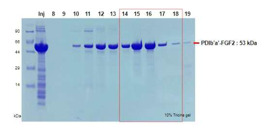 GPC 컬럼을 이용하여 PDIb’a’- FGF2 정제, Inj: injection sample, 8-19: elution sample. Fraction No.10-19에서 elution되었고 No. 14-18 fraction을 모아 PBS로 buffer change