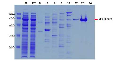 Heparin 컬럼을 이용하여 MBP-FGF2 정제, B: 컬럼에 결합시키기 전의 단백질, FT: 컬럼에 결합하지 않은 단백질, Fraction No.22,23에서 elution되었고 No.23 fraction을 PBS로 buffer change