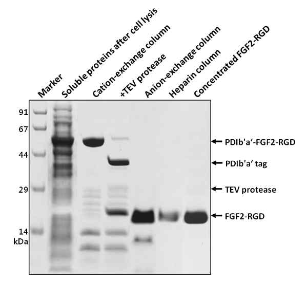 FGF2-RGD 단백질의 정제