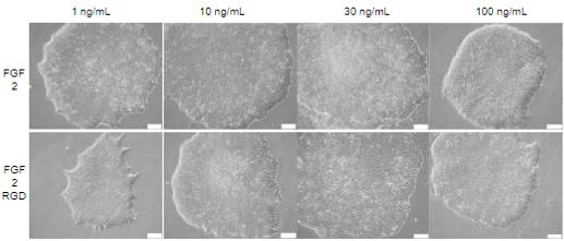 대장균에서 생산한 FGF2-RGD를 인간 줄기세포 배양액에 첨가 후 형태학적 비교