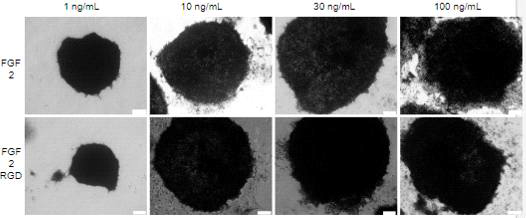 대장균에서 생산한 FGF2-RGD를 인간 줄기세포 배양액에 첨가 후 Alkaline phosphatase (AP) 분석