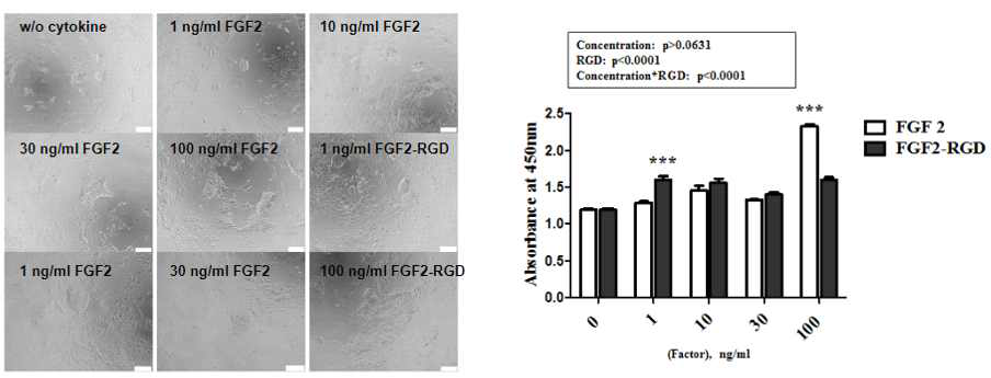 대장균에서 생산한 FGF2-RGD를 인간 줄기세포 배양액에 첨가 후 proliferation 분석