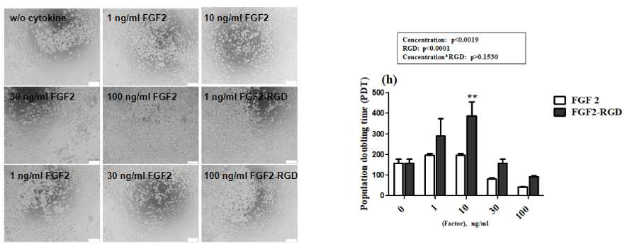 대장균에서 생산한 FGF2-RGD를 인간 줄기세포 배양액에 첨가 후 population doubling time (PDT) 분석