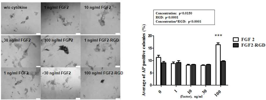 대장균에서 생산한 FGF2-RGD를 인간 줄기세포 배양액에 첨가 후 단일세포에서 Alkaline phosphatase (AP) 분석