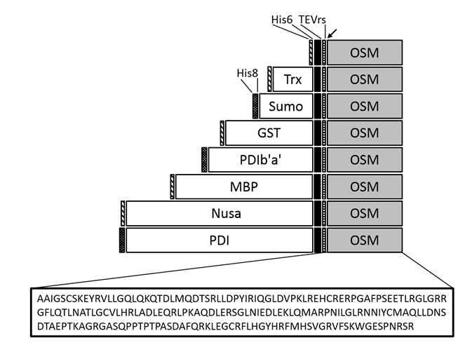 Oncostatin M fusion variant의 도메인 구조(domain structure)