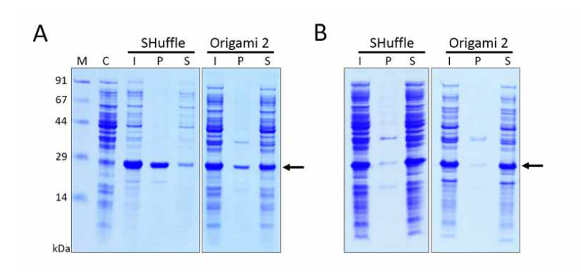 His6-Oncostatin M이 SHuffle과 Origami 2 host cells에서 발현