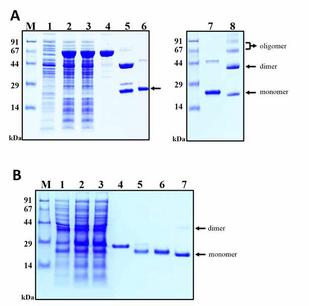 E. coli에서 수용성으로 발현 시킨 MBP-Oncostatin M과 His6-Oncostatin M의 SDS-PAGE analysis. (A) MBP fusion-derived OSM 이 BL21(DE3) cell로 부터 IMAC으로 정제됨. M, molecular weight markers; lane 1, IPTG induction 전의 전체 cell protein, negative control; lane 2, IPTG induction한 전체 cell extract; lane 3, cell sonication 후의 soluble fraction; lane 4, IMAC으로 정제된 MBP-OSM fusion protein (65.95 kDa); lane 5, MBP tag cleavage reaction mixture: TEV protease (28.6 kDa), MBP tag (43.9 kDa), OSM (22.05 kDa); lane 6, TEV cleavage후의 IMAC으로 정제된 OSM ; lanes 7과 8, reducing과 non-reducing 조건에서의 final OSM product (B) His6 fusion-derived OSM이 Origami 2 cell로 부터 IMAC으로 정제됨. M, molecular weight markers; lane 1, IPTG induction 전의 전체 cell protein, negative control, lane 2, IPTG induction한 전체 cell extract; lane 3, cell sonication 후의 soluble fraction; lane 4, IMAC으로 정제된 His6-OSM fusion protein (25.65 kDa); lane 5, His6 tag cleavage reaction mixture: TEV protease (28.6 kDa), His6 tag (3.6 kDa), OSM (22.05 kDa); lanes 6과7, educing과 non-reducing 조건에서의 final OSM product. 화살표(arrows)로 OSM monomers (22.05 kDa), dimers (44.1 kDa), oligomers (≥66.15 kDa)의 position을 표시함
