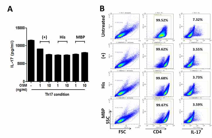 Inhibitory effect of the commercial and purified Oncostatin M proteins on the differentiation of CD4+ T cells into Th17 cells. CD4+ T cells을 commercial 또는 정제된 Oncostatin M 으로 Th17 cell-polarising 조건에서 처리함 (n=3). 72 시간 후에 culture supernatants의 IL-17 레벨을 ELISA로 anaylsis 함(A). the cells treated with 10 ng/mL OSM proteins을 처리한 cell의 IL-17의 intracellular 레벨을 다른 CD4+ T cells에서 flow cytometry에서 analysis 함(B). (+), commercial OSM; His, His-OSM에서 정제된 OSM; MBP, MBP-OSM에서 정제된 OSM