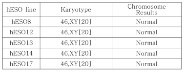 수립된 배아줄기세포에서의 정상 염색체