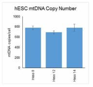 사람배아줄기세포에서의 mtDNA copy number 분석