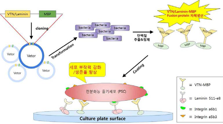 코팅제 개발의 모식도