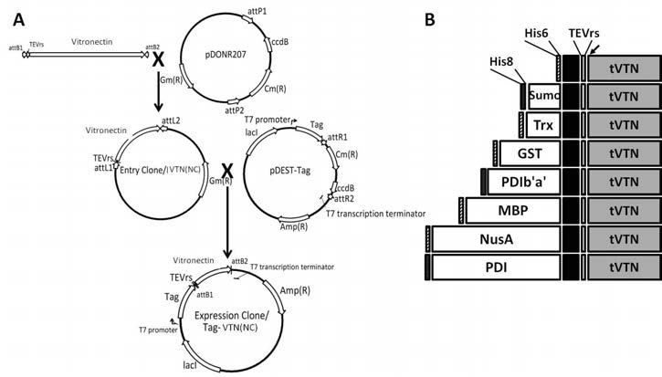 태그 융합 단백질 발현 벡터. A tVTN 유전자를 삽입한 엔트리 벡터 및 태그 융합 단백질 발현 벡터의 제작과정. B tVTN의 N-말단에 8개의 태그가 융합된 융합 단백질의 모식도