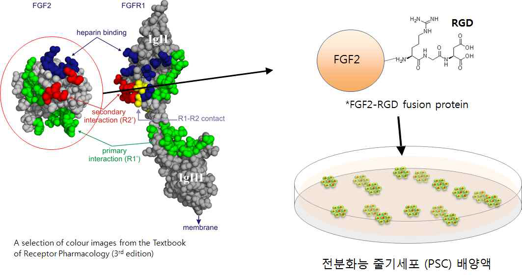 FGF2개발 모식도