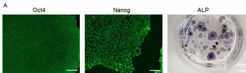 인간 배아줄기세포 H9(WA09) hESCs를 homemade E8 배지에서 10회 계대배양후 Oct4, Nanog antibody를 사용하여 immunofluorescence analysis를 진행함. Alkaline Phosphatase staining에서 양성반응을 보임. Scale bar=100 μm