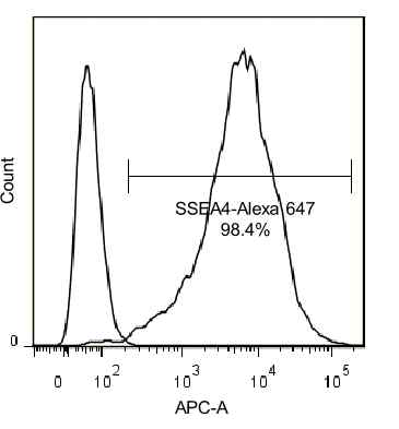 Homemade E8 medium에서 배양한 인간 배아줄기세포 H9(WA09) hESCs의 FACS analysis. 만능성 마커인 SSEA4를 사용하여 98.4%의 H9(WA09) hESCs가 양성반응 (positive staining)을 보임