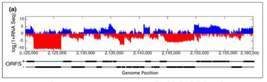 Stranded-specific mRNA-seq을 이용한 전사체 분석 (Vijayan et al. 2011 Genome Biol)
